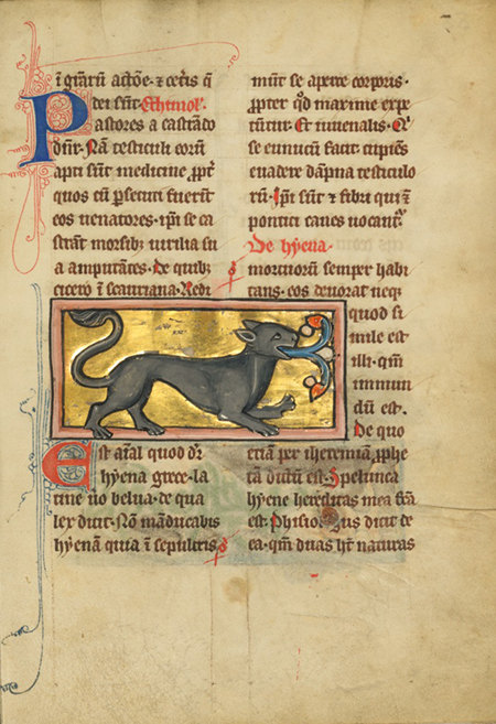 Bestiary, part of a painted Miscellany, hyena detail. 1277 or later. MS Ludwig xv 4 fol. 88r. France (Saint-Omer or Therouanne), Paul Getty Museum.